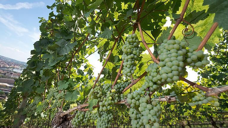 Wer besonders guten Frankenwein trinken will, muss in Zukunft nach 'Ersten Lagen' oder 'Grossen Lagen' suchen: Die Bezeichnung 'Prädikatswein' wird in Zukunft, zumindest bei den trockenen Weinen immer weniger verwendet werden. Unser Bild zeigt Weinstöcke am Steinberg in Würzburg im Sommer.