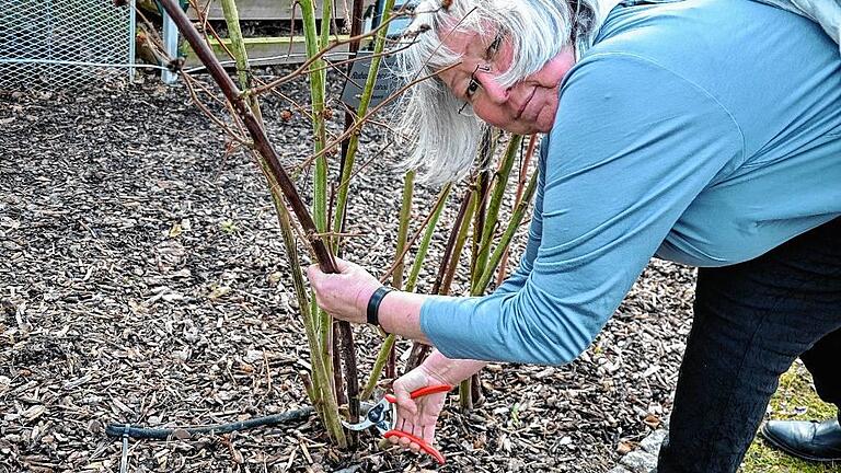 Die Saison beginnt: Marianne Scheu-Helgert im Garten der Bayerischen Landesanstalt für Wein- und Gartenbau in Veitshöchheim.Lara Meißner Die Saison beginnt: Marianne Scheu-Helgert im Garten der Bayerischen Landesanstalt für Wein- und Gartenbau in Veitshöchheim.Lara Meißner