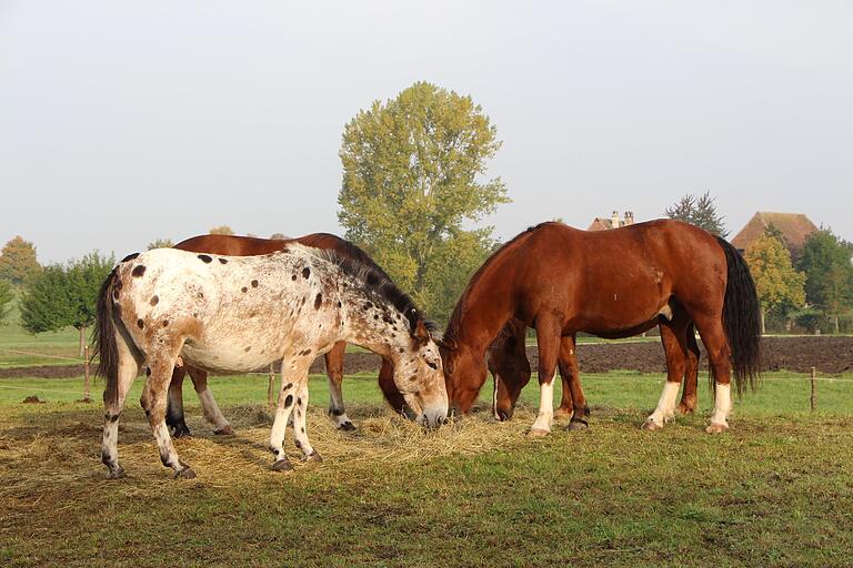 Auch in diesem Jahr reisen die Darstellen wieder mit Pferden an. Foto: Fränkisches Freilandmuseum / Ute Rauschenbach