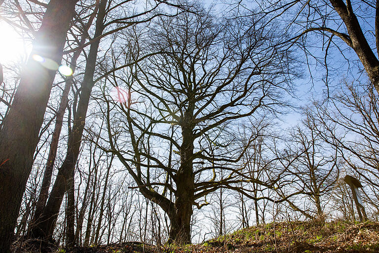 Am Naturdenkmal 'Große Linde' kann man diesen riesigen Baum bestaunen. Am Naturdenkmal 'Große Linde' kann man diesen riesigen Baum bestaunen.