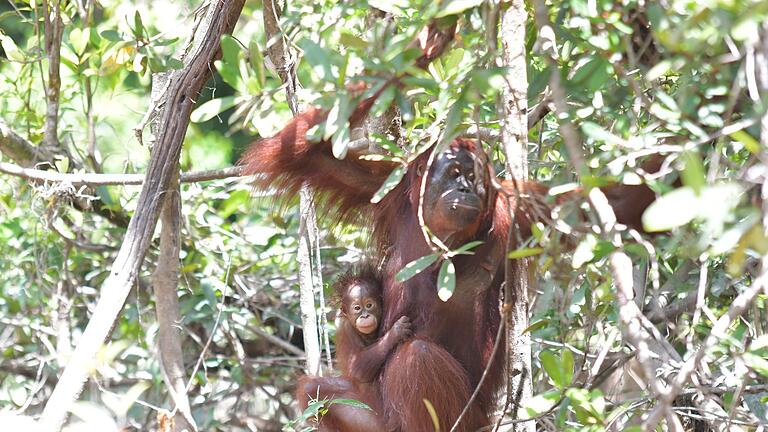 Orang-Utan-Mama Du auf Borneo - Orang-Utan-Weibchen Melata hatte sich zunächst um ihr Baby Dumel gekümmert, verschwand dann aber spurlos im Dschungel. Orang-Utan-Mama Du auf Borneo - Orang-Utan-Weibchen Melata hatte sich zunächst um ihr Baby Dumel gekümmert, verschwand dann aber spurlos im Dschungel.