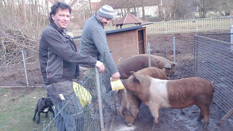 Bürgermeister Jürgen Heusinger (links) und Philip Kalke beim Schweinefüttern in Sulzfeld. Mit der Aufzucht von Exemplaren der seltenen Rotbunden Husumer Schweine schlagen sie zwei Fliegen mit einer Klappe: Sie sorgen mit dafür, dass die Schweinerasse nicht ausstirbt und sichern sich überdies einen leckeren Braten aus Biofleisch.