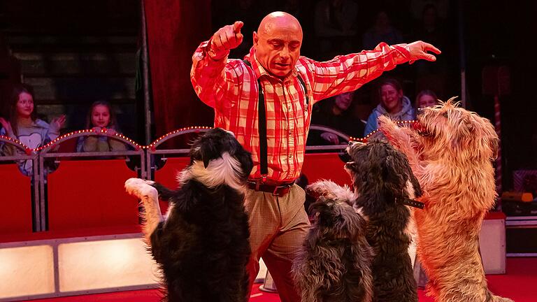 Die Hunde im Schweinfurter Weihnachtszirkus hörten perfekt auf ihr 'Herrchen'. Die Hunde im Schweinfurter Weihnachtszirkus hörten perfekt auf ihr 'Herrchen'.