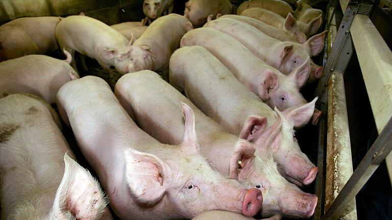 Schweine in einem Zuchtbetrieb       -  Auch 2023 wurde in der Masttierhaltung teils viel Antibiotika eingesetzt. (Symbolbild)