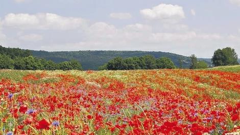 Mohnfeld bei Ebern. Dieses Foto ist auf dem Titelblatt des zweiten Bandes der &bdquo;Neuen Flora&ldquo;.