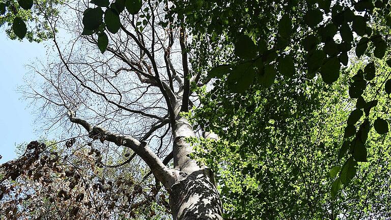 Diese Buche ist wirtschaftlich verloren, aber als Biotopbaum wird sie noch unzähligen Insekten- und Vogelarten eine Heimstatt bieten, erklärt Förster Wolfgang Meiners. Diese Buche ist wirtschaftlich verloren, aber als Biotopbaum wird sie noch unzähligen Insekten- und Vogelarten eine Heimstatt bieten, erklärt Förster Wolfgang Meiners.