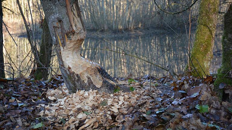 Untrügliches Kennzeichen für Bibervorkommen: Ein angefressener Baum.