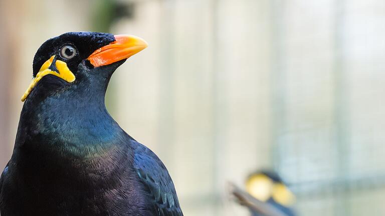Einer der Beos aus dem Wildpark Schweinfurt. Die Vogel bekommen neue Volieren. 2024 soll die Eröffnung sein für die Stadt der Vögel. Einer der Beos aus dem Wildpark Schweinfurt. Die Vogel bekommen neue Volieren. 2024 soll die Eröffnung sein für die Stadt der Vögel. 