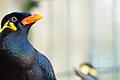 Einer der Beos aus dem Wildpark Schweinfurt. Die Vogel bekommen neue Volieren. 2024 soll die Eröffnung sein für die Stadt der Vögel.&nbsp;