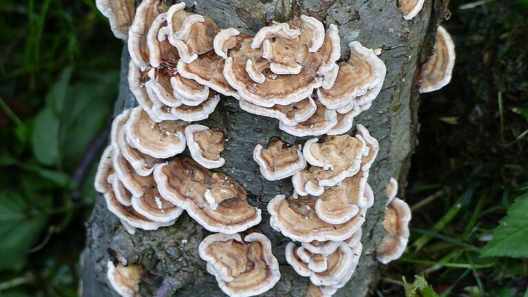 Schönheiten der Natur: Baumpilze. Schönheiten der Natur: Baumpilze.