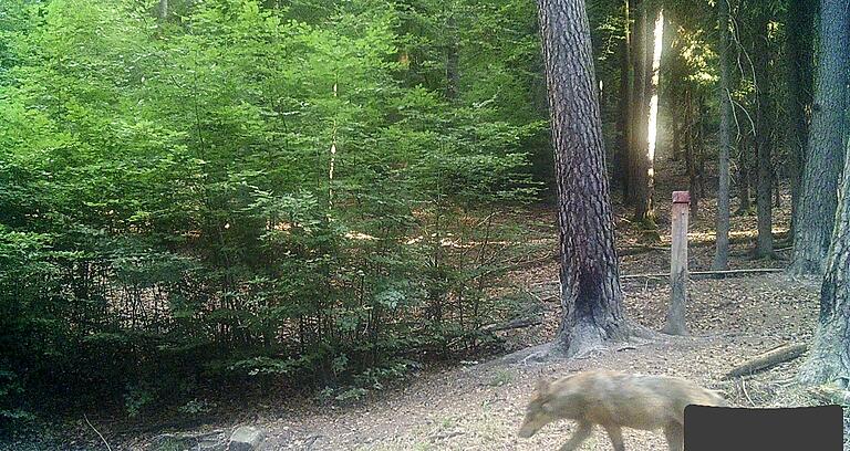 Im Juni 2018 wurde dieses Foto bei Unterelsbach von einer Wildkamera geschossen. Experten identifizierten das Tier als Wolf. Im Juni 2018 wurde dieses Foto bei Unterelsbach von einer Wildkamera geschossen. Experten identifizierten das Tier als Wolf.