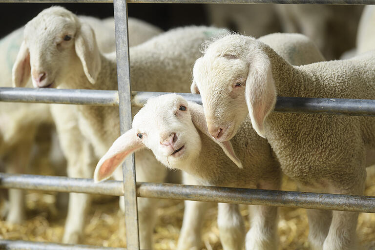 Um die 800 Schafe und 150 Lämmer tummeln sich im Stall der Familie Papp bei Opferbaum. Um die 800 Schafe und 150 Lämmer tummeln sich im Stall der Familie Papp bei Opferbaum.