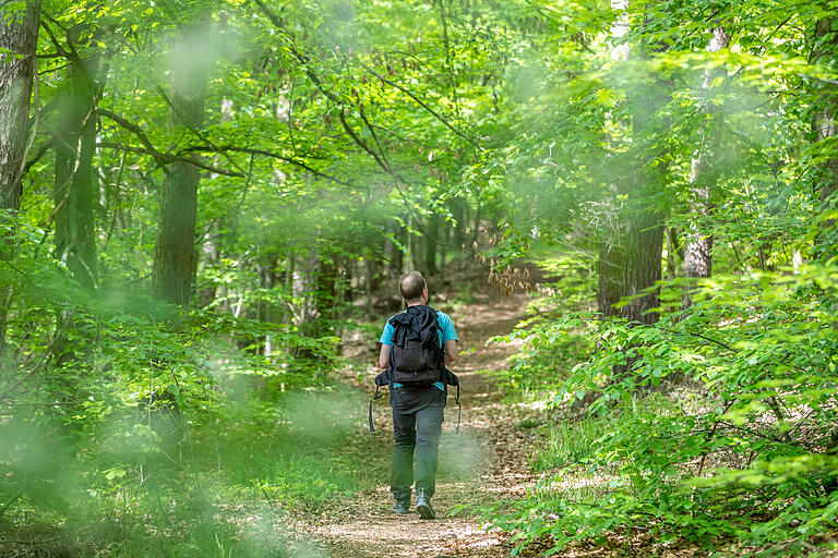 Ausflugstipp im Steigerwald: Auf der Traumrunde bei Geiselwind unterwegs auf urigen Waldwegen Ausflugstipp im Steigerwald: Auf der Traumrunde bei Geiselwind unterwegs auf urigen Waldwegen