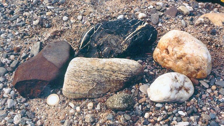 Typische Gerölle aus den pleistozänen Schottern des  Mains zeigen die Transportgeschichte des Flusses an. Rechts zwei weiße  Gangquarze, oben ein schwarzer Kieselschiefer (Lydit) aus dem  Frankenwald, vorne in der Mitte ein Geröll aus gebändertem Gneis, das  aus dem Grundgebirge von Ostbayern stammt; links ein braunroter  Sandstein.