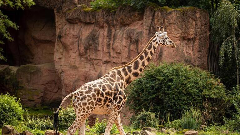 Eine Giraffe spaziert durch ihr Gehege im Erlebnis-Zoo Hannover. Zum Schutz von Giraffen wollen der Zoo und die Naturschutzorganisation WWF Deutschland künftig enger zusammenarbeiten. Foto: Moritz Frankenberg/dpa       -  Eine Giraffe spaziert durch ihr Gehege im Erlebnis-Zoo Hannover. Zum Schutz von Giraffen wollen der Zoo und die Naturschutzorganisation WWF Deutschland künftig enger zusammenarbeiten.