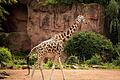 Eine Giraffe spaziert durch ihr Gehege im Erlebnis-Zoo Hannover. Zum Schutz von Giraffen wollen der Zoo und die Naturschutzorganisation WWF Deutschland künftig enger zusammenarbeiten. Foto: Moritz Frankenberg/dpa       -  Eine Giraffe spaziert durch ihr Gehege im Erlebnis-Zoo Hannover. Zum Schutz von Giraffen wollen der Zoo und die Naturschutzorganisation WWF Deutschland künftig enger zusammenarbeiten.