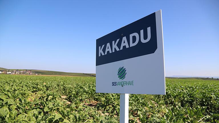 Mit weniger anfälligen Sorten wie Kakadu versuchen sich Landwirte wie Bernhard Bumm auf die neuen Zuckerrüben-Krankheiten einzustellen. Doch viel ist dazu noch nicht bekannt. Mit weniger anfälligen Sorten wie Kakadu versuchen sich Landwirte wie Bernhard Bumm auf die neuen Zuckerrüben-Krankheiten einzustellen. Doch viel ist dazu noch nicht bekannt.