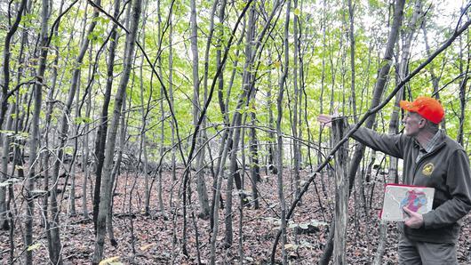 Die Naturverjüngungsbestände müssen durchforstet werden, da sich sonst vor allem die Buchen durchsetzen. Dies erklärte Forstdirektor Hans Stark (im Bild) vom Universitätsforstamt Sailershausen dem Stadtrat bei der Waldbesichtigung mit.