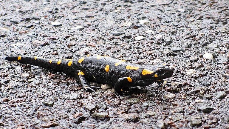 Jetzt ist noch Wanderungszeit der Feuersalamander. Autofahrer werden gebeten, besonders aufmerksam und mit langsamer Geschwindigkeit zu fahren.       -  Jetzt ist noch Wanderungszeit der Feuersalamander. Autofahrer werden gebeten, besonders aufmerksam und mit langsamer Geschwindigkeit zu fahren.
