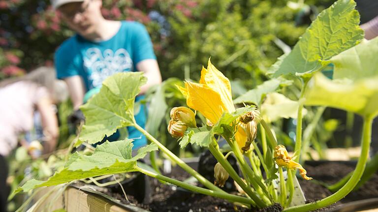 Die so genannten Stadtgärtner sind eine Urban-Gardening-Gruppe in Würzburg, die sich laut eigener Aussage vorgenommen haben, die Stadt grüner, bunter und essbarer zu machen. Die so genannten Stadtgärtner sind eine Urban-Gardening-Gruppe in Würzburg, die sich laut eigener Aussage vorgenommen haben, die Stadt grüner, bunter und essbarer zu machen.