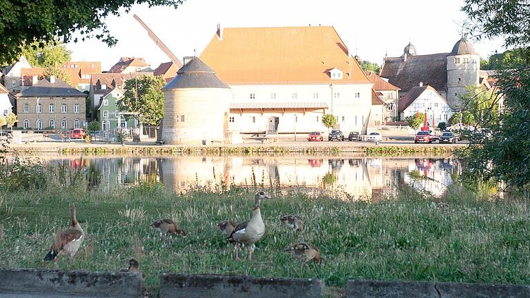 Idylle am Segnitzer Mainufer, doch die Nilgänse iim Vordergrund stellen zunehmend ein Problem dar. In Segnitz, so Bürgermeister Peter Matterne, dürfen sie vereinzelt abgeschossen werden, was zu einer leichten Entspannung geführt hat.