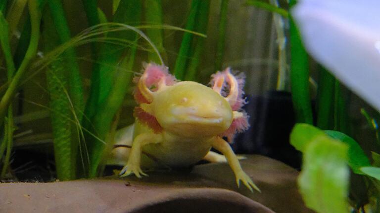 Tiere wie aus einer anderen Welt: Axolotl haben mitunter ein ungewöhnliches Aussehen. Tiere wie aus einer anderen Welt: Axolotl haben mitunter ein ungewöhnliches Aussehen.