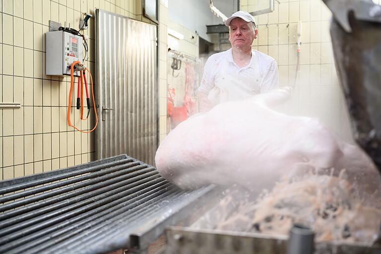 Metzgergeselle Friedhelm Väth holt im Schlachthaus der Metzgerei Bumm in Trennfeld ein geschlachtetes Schwein aus der Brühmaschine, in der 60 Grad heißes Wasser die Borsten von der Schwarte löst. Metzgergeselle Friedhelm Väth holt im Schlachthaus der Metzgerei Bumm in Trennfeld ein geschlachtetes Schwein aus der Brühmaschine, in der 60 Grad heißes Wasser die Borsten von der Schwarte löst.