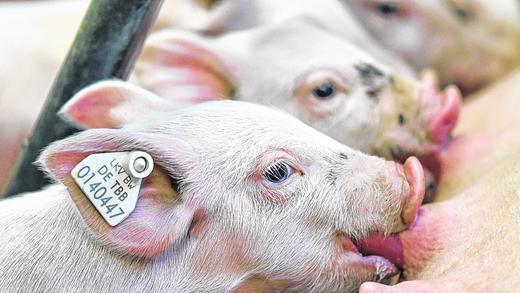 Schwein gehabt: Diese Ferkel der Zuchtrasse &bdquo;German Genetic&ldquo; in der Boxberger Landesschweinezuchtanstalt werden gesäugt. Dort versucht man herauszufinden, wann ein Schwein glücklich ist.