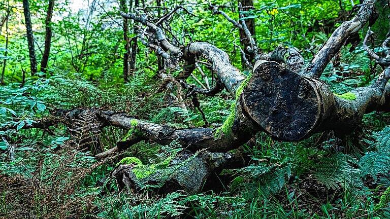 In der Kernzone Milseburg gibt es keine menschlichen Eingriffe im Wald mehr &ndash; man sieht es.