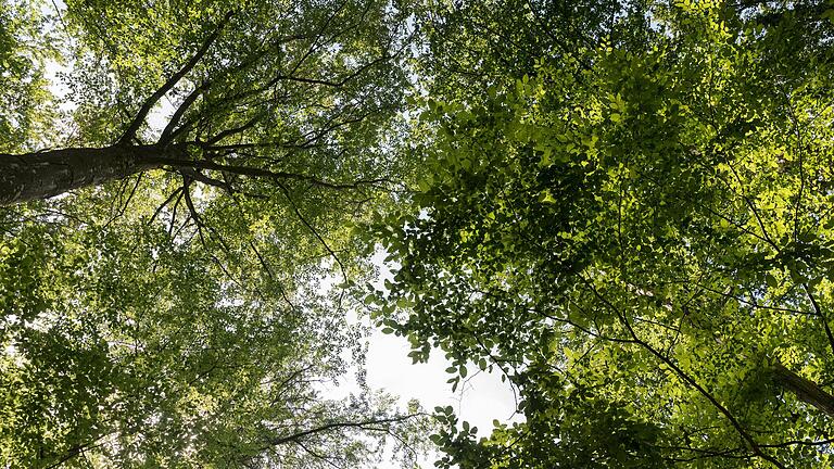 Die Auswirkungen des Klimawandels sind auch in Würzburg zu sehen: Rund 5000 Bäume im Stadtgebiet sind bereits abgestorben.