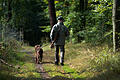 62610273.jpg       -  Hunde der Rasse Deutsch Langhaar sind beliebte Jagdhunde.