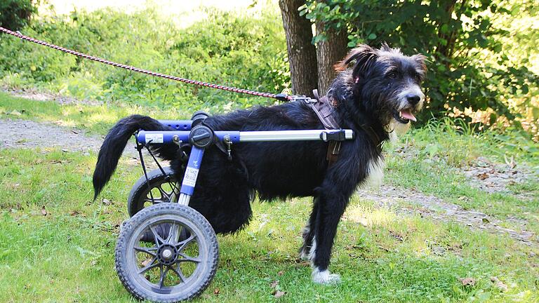 Unvermittelbare Hunde im Tierheim Wanningsmühle - Die Hinterbeine von Smutje sind seit einem Unfall gelähmt. Unvermittelbare Hunde im Tierheim Wanningsmühle - Die Hinterbeine von Smutje sind seit einem Unfall gelähmt.