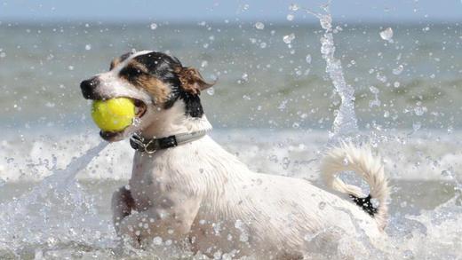 Hunde vor Hitzschlag schützen       -  Im Meer planschen und einfach mal nichts tun: Das können Hunde ebenso gut wie Menschen. Um keinen Hitzschlag zu bekommen, sollten die Tiere zwischendurch aber in den Schatten. Foto: Stefan Sauer