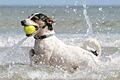 Hunde vor Hitzschlag schützen       -  Im Meer planschen und einfach mal nichts tun: Das können Hunde ebenso gut wie Menschen. Um keinen Hitzschlag zu bekommen, sollten die Tiere zwischendurch aber in den Schatten. Foto: Stefan Sauer