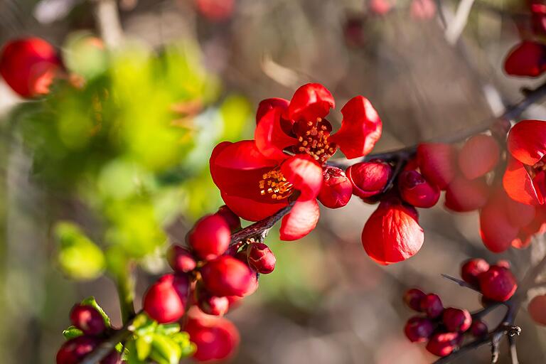 Die Natur erwacht zum Leben: Die bunten Blüten sind ein echter Hingucker. Die Natur erwacht zum Leben: Die bunten Blüten sind ein echter Hingucker.