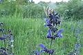 Der Wiesensalbei ist&nbsp;eine intensiv blau-violette Blume, die ihre in Scheinquirlen kerzenartig angeordneten Blüten 30 bis 70 Zentimeter in die Höhe streckt.