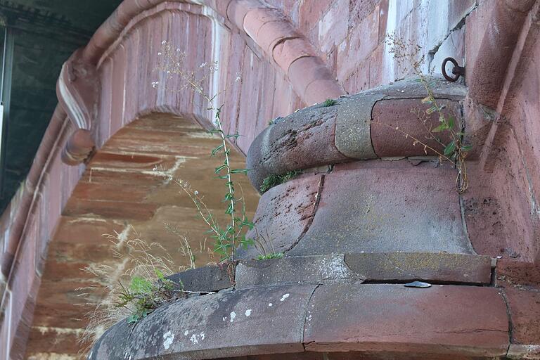 Es grünt und blüht so (un)schön: An der Alten Mainbrücke in Lohr sind aus den Fugen sprießende Pflanzen wohl das geringste Problem. Nun gibt es eine Entwicklung, die hoffen lässt, dass das Staatliche Bauamt die seit Jahren aufgeschobene Generalsanierung bald in Angriff nehmen kann.&nbsp;