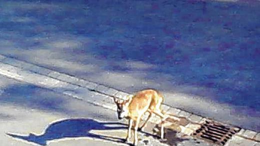 Aus einer Schleusenkammer gerettet: ein junger Rehbock. Aus einer Schleusenkammer gerettet: ein junger Rehbock.