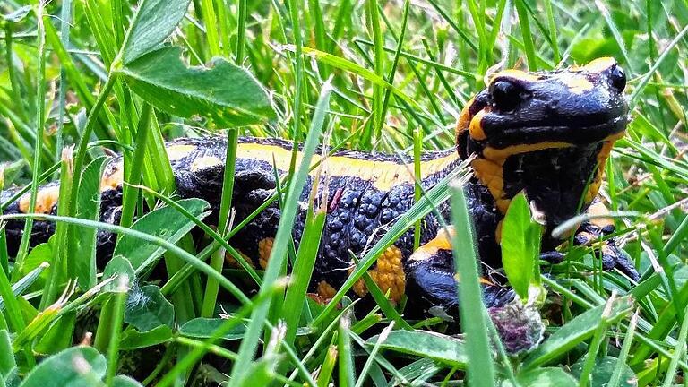 &bdquo;Er schaut wirklich recht nett daher&ldquo;, schreibt Petra Diener, die Leiterin des Staatsforstreviers Hundelshausen, zu dem von ihr im Rahmen der &bdquo;Amphibien Taskforce&ldquo; im Mai diesen Jahres im Gras entdeckten und fotografierten Feuersalamander.