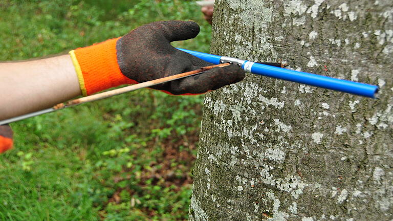 Anhand eines solchen Bohrkerns kann man das Leben eines Baumes nachvollziehen. Der dunkle Fleck in der Hand zeigt, dass der Baum von innen heraus kaputt ist.