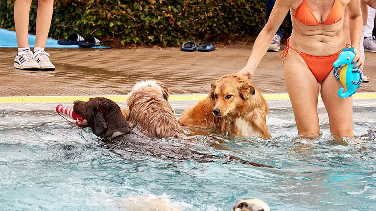 Hundebadetag in einem Freibad - Viele Hunde freuen sich bei Hitze über ein Bad - manchmal ist das sogar in Schwimmbädern erlaubt. Hundebadetag in einem Freibad - Viele Hunde freuen sich bei Hitze über ein Bad - manchmal ist das sogar in Schwimmbädern erlaubt.