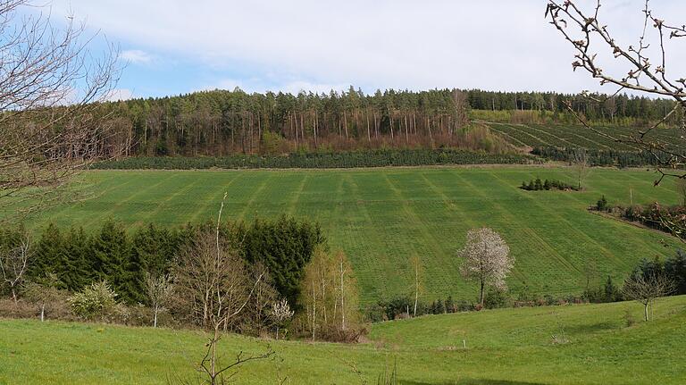 Erste Erfolge zeigen die Aussaaten der Umwelt schützenden Pflanzenarten auf dem Erprobungsfeld am &quot;Auraer Berg&quot;, welches sich in sattem Grün zeigt.