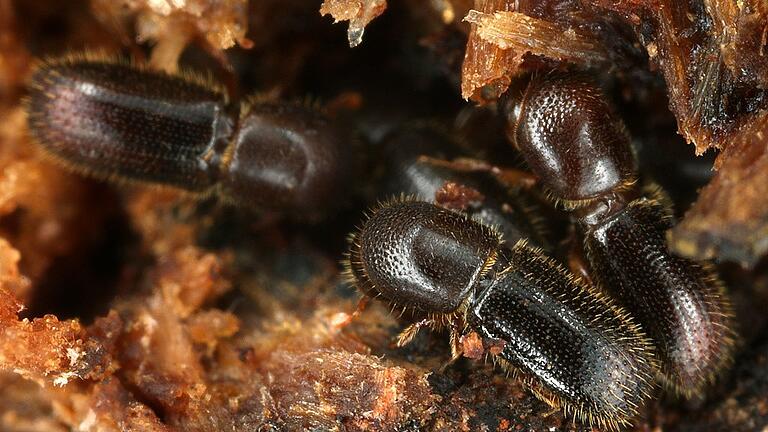 Kleiner Holzbohrer  - Ambrosiakäfer       -  Mehrere kleine Holzbohrer (Xyleborinus saxeseni) laufen über ein Stück Holz.