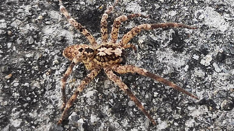 Der Würzburger Joachim Kaminski fand diese Nosferatu-Spinne in seinem Haus.