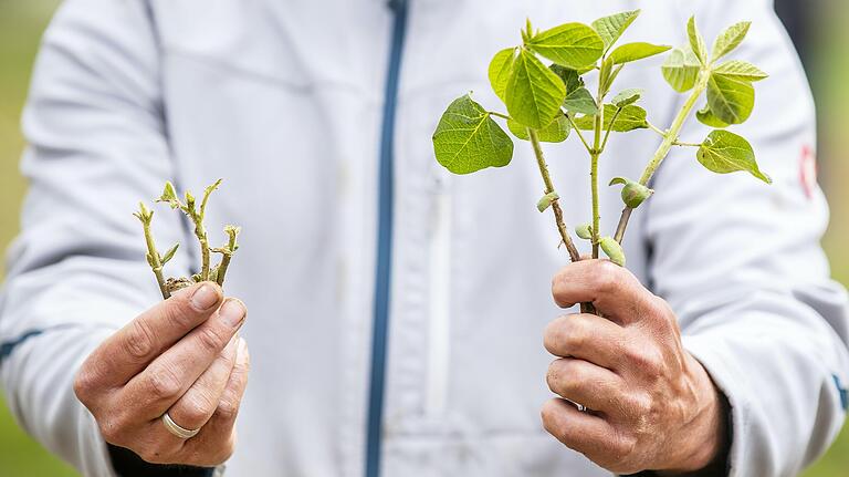 Bio-Soja: Daniel Diehm aus Zeil zeigt den Fraßschaden (links) an den jungen Pflanzen.&nbsp;