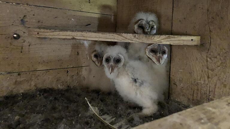Schleiereulen nisten in der ehemaligen Scheune der Familie Keller in Grafenrheinfeld.&nbsp;