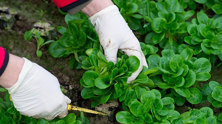 Feldsalat im Garten       -  Feldsalat ist winterhart. Einige Sorten eignen sich besonders gut fürs Hochbeet.