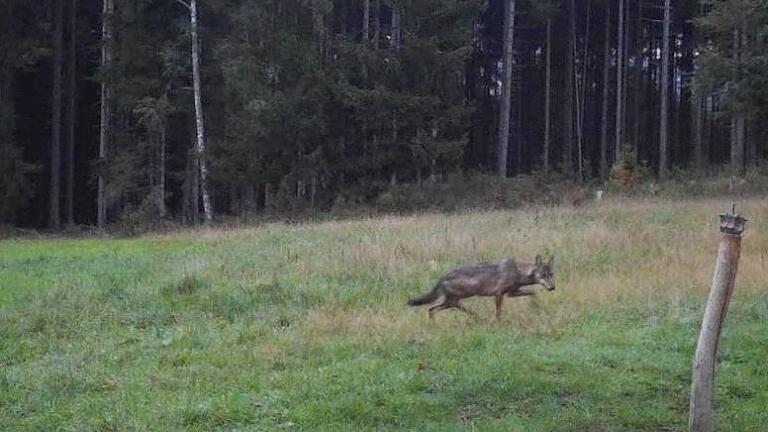 Ein Wolf wurde am 27. August in Lohrhaupten von einer Wildkamera fotografiert. Ist hier die Wölfin zu sehen, die in den umliegenden Orten seit Monaten Weidetiere reißt?