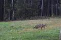 Ein Wolf wurde am 27. August in Lohrhaupten von einer Wildkamera fotografiert. Ist hier die Wölfin zu sehen, die in den umliegenden Orten seit Monaten Weidetiere reißt?