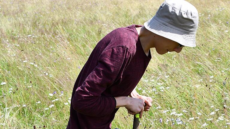 Kampf gegen Lupinen in der Rhön       -  Noch wehrt sich die verflixte Pflanze.